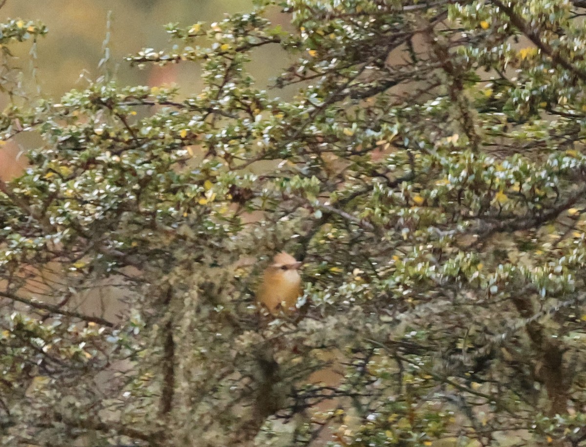 Creamy-crested Spinetail - ML462522181