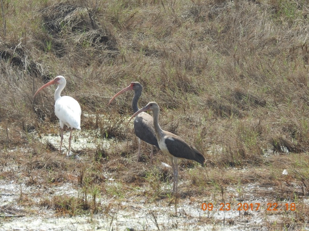 ibis bílý - ML462525271