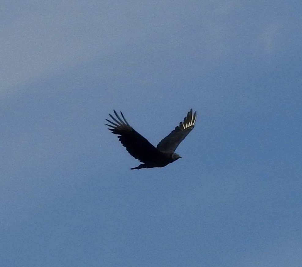 Black Vulture - ML462525481