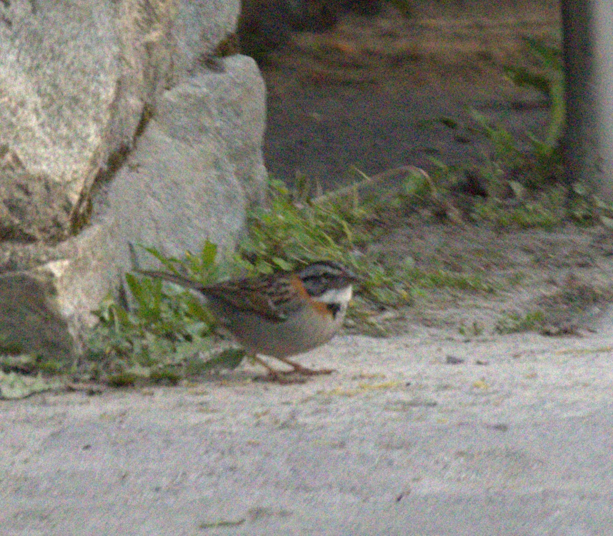 Rufous-collared Sparrow - ML462526391