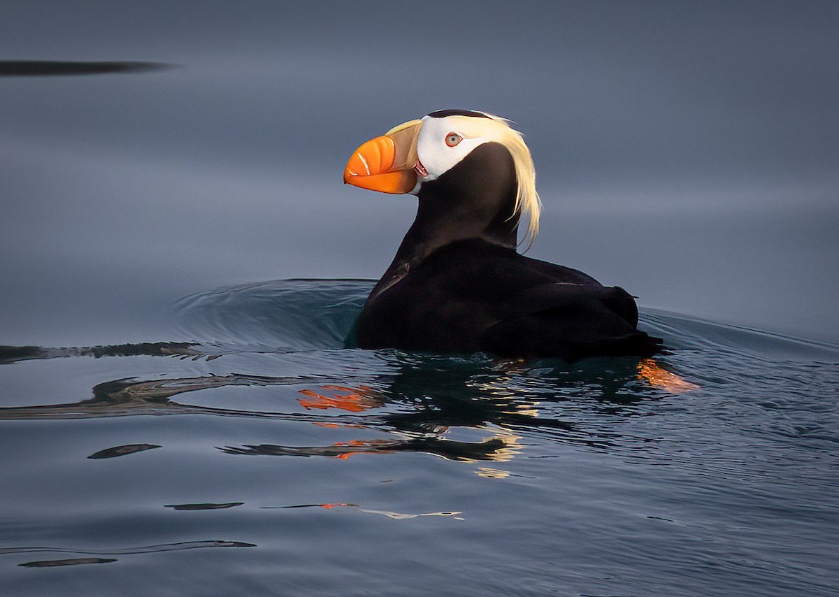 Tufted Puffin - ML462528651