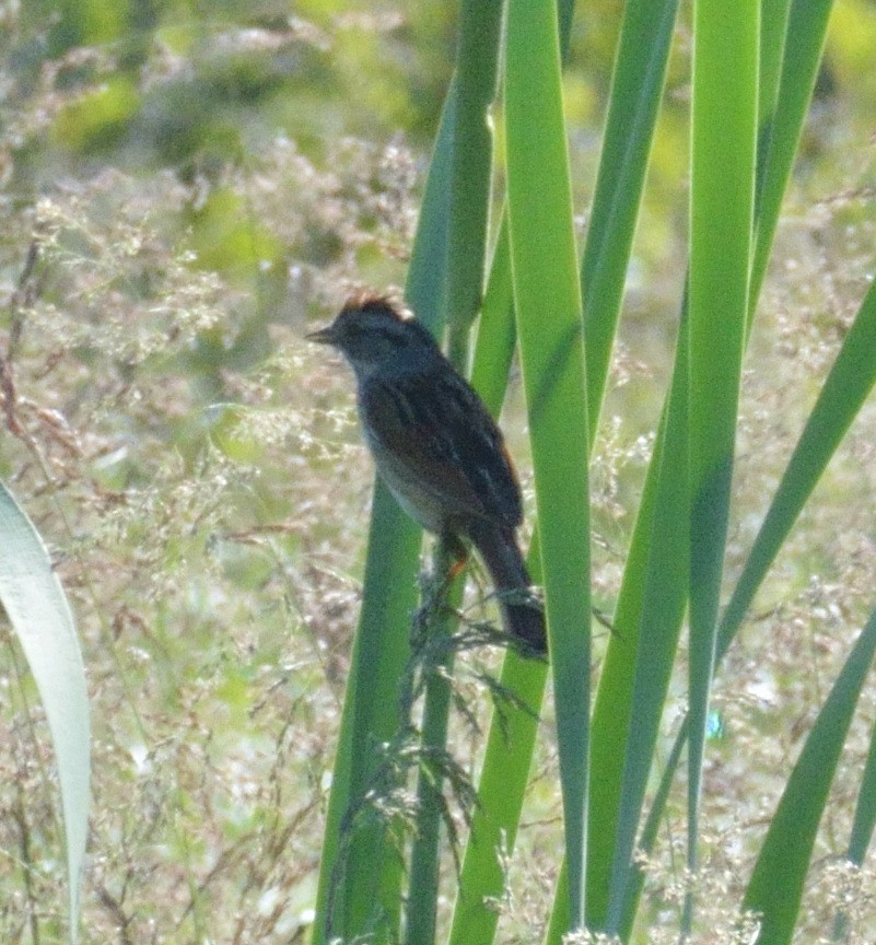Swamp Sparrow - ML462535971