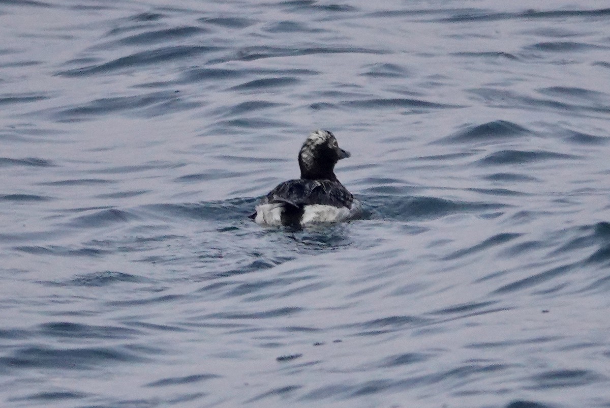 Long-tailed Duck - ML462549491
