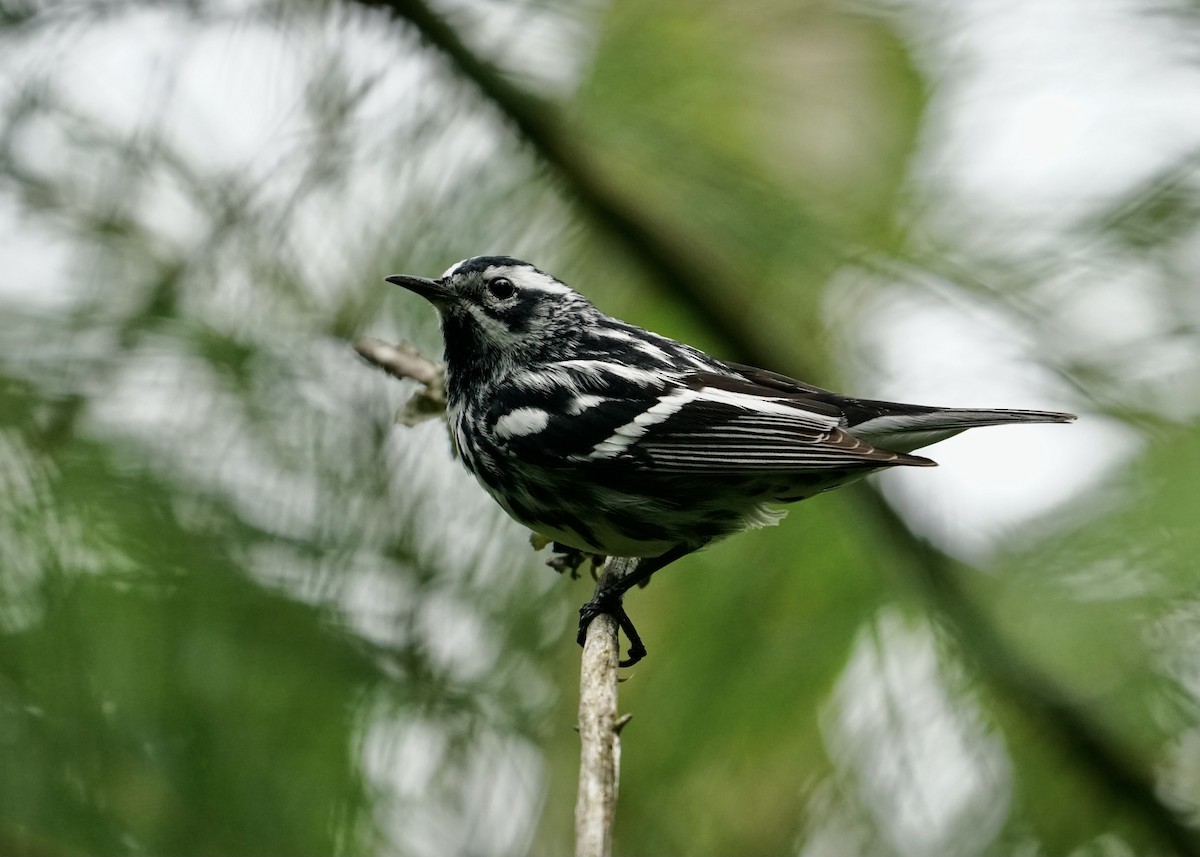 Black-and-white Warbler - ML462550881