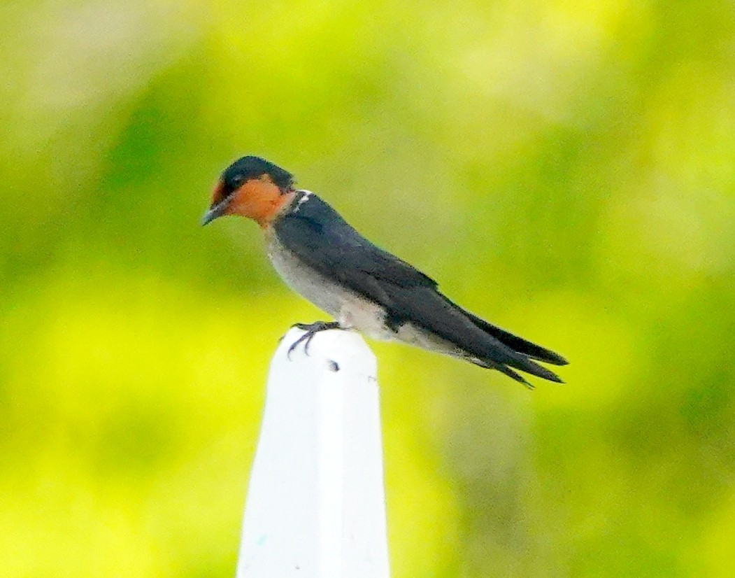 Pacific Swallow - ML462557061