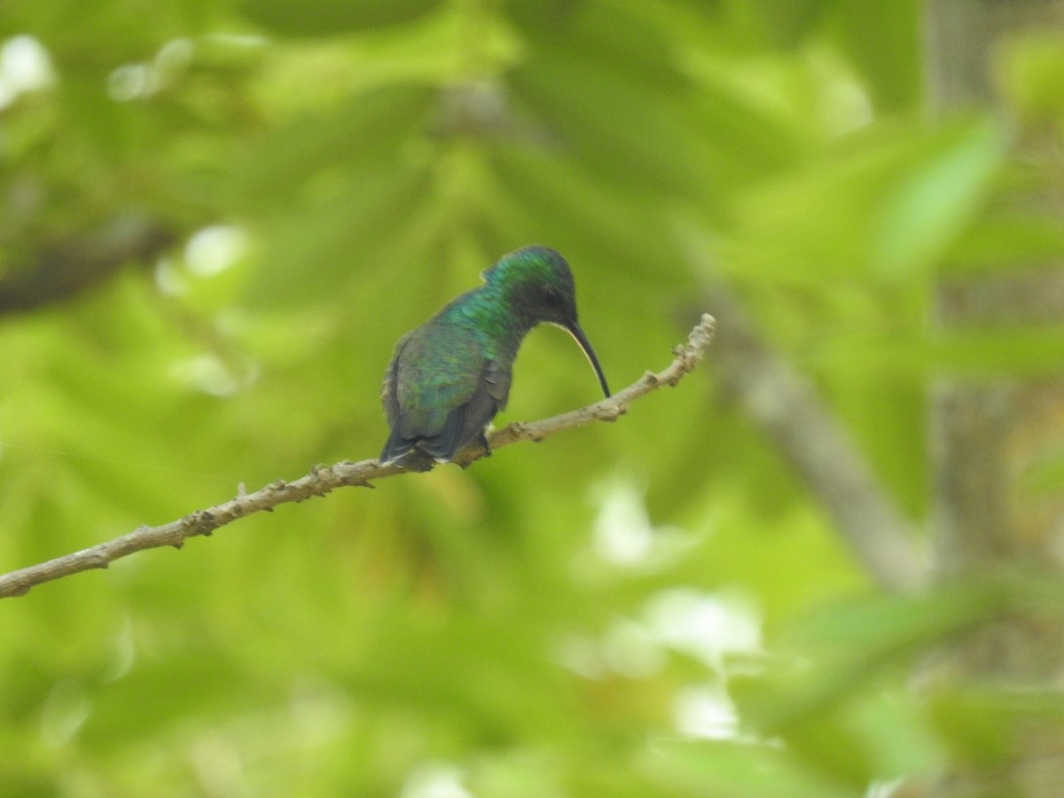 Shining-green Hummingbird - ML462560091