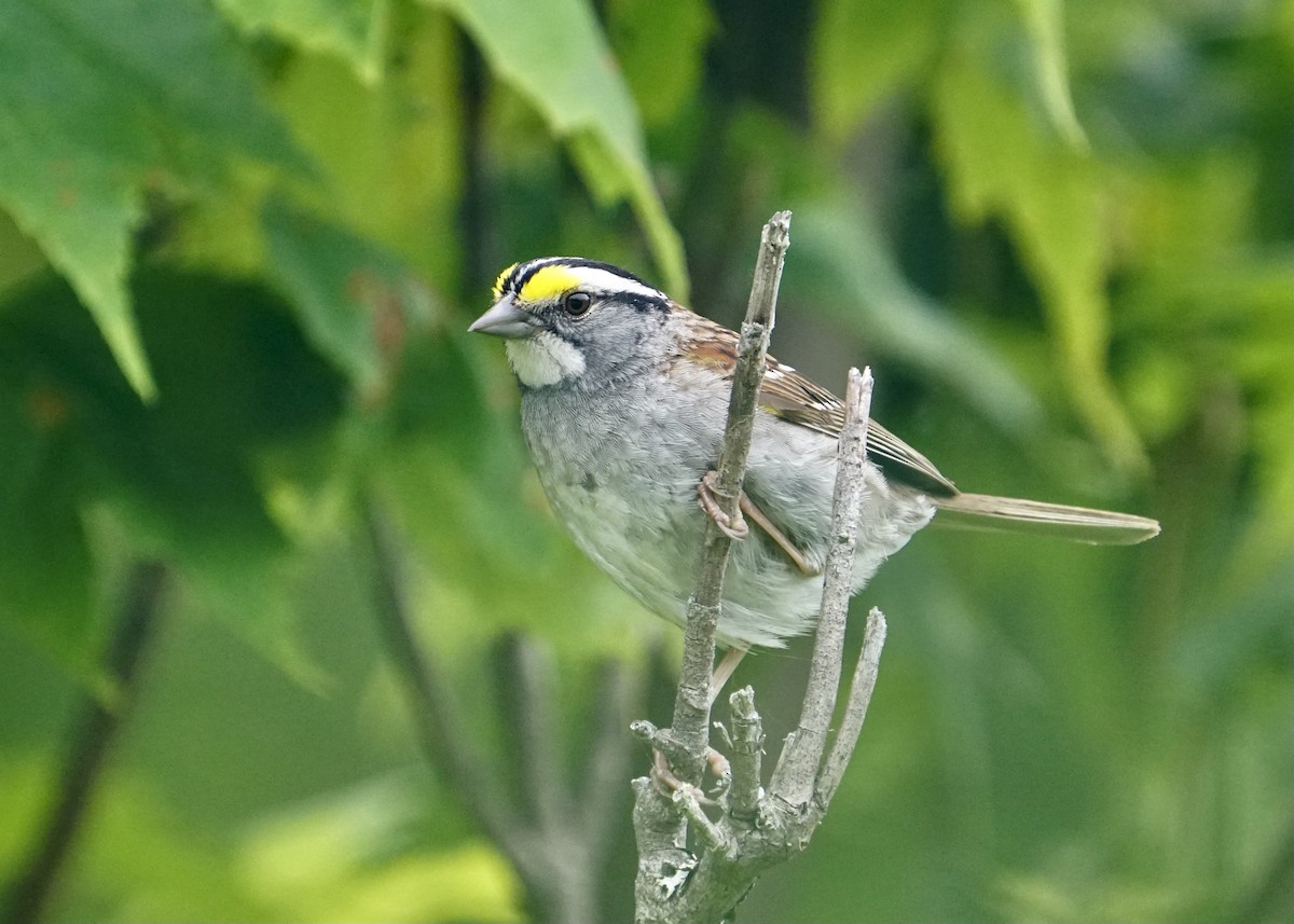 White-throated Sparrow - ML462560191