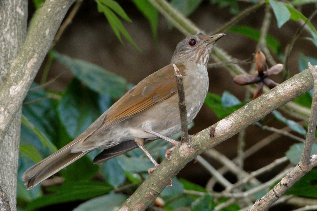 Pale-breasted Thrush - ML46256281