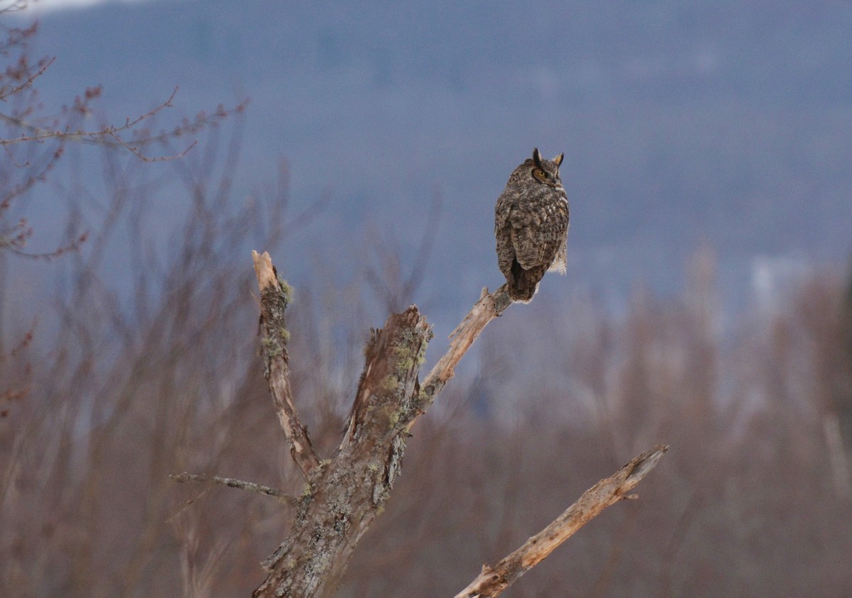 Great Horned Owl - ML46256501