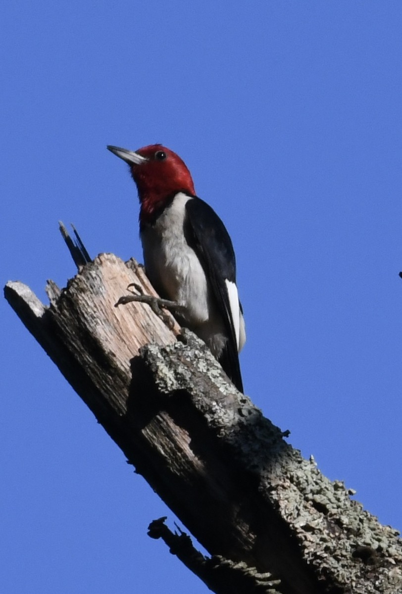 Red-headed Woodpecker - ML462570681