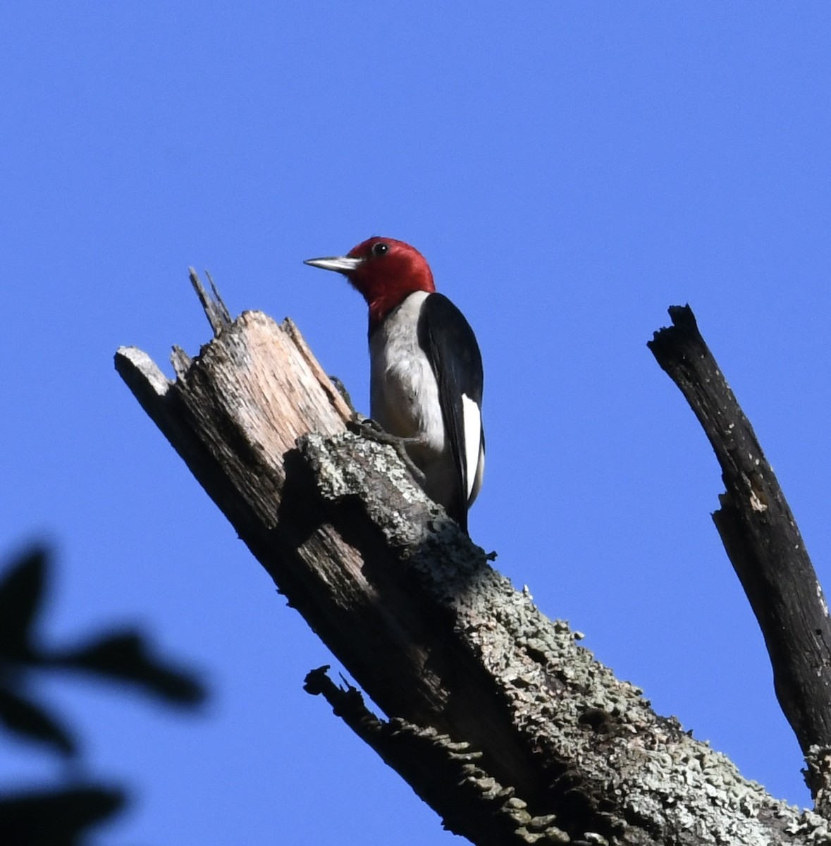 Red-headed Woodpecker - ML462570691