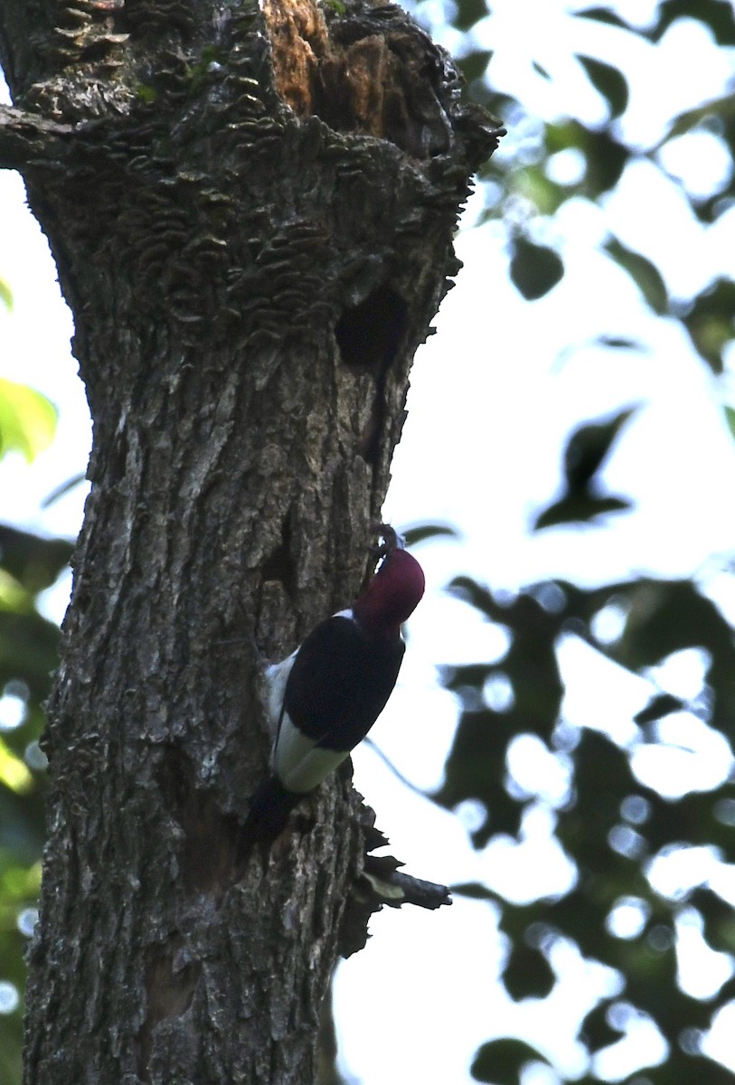 Red-headed Woodpecker - ML462570701