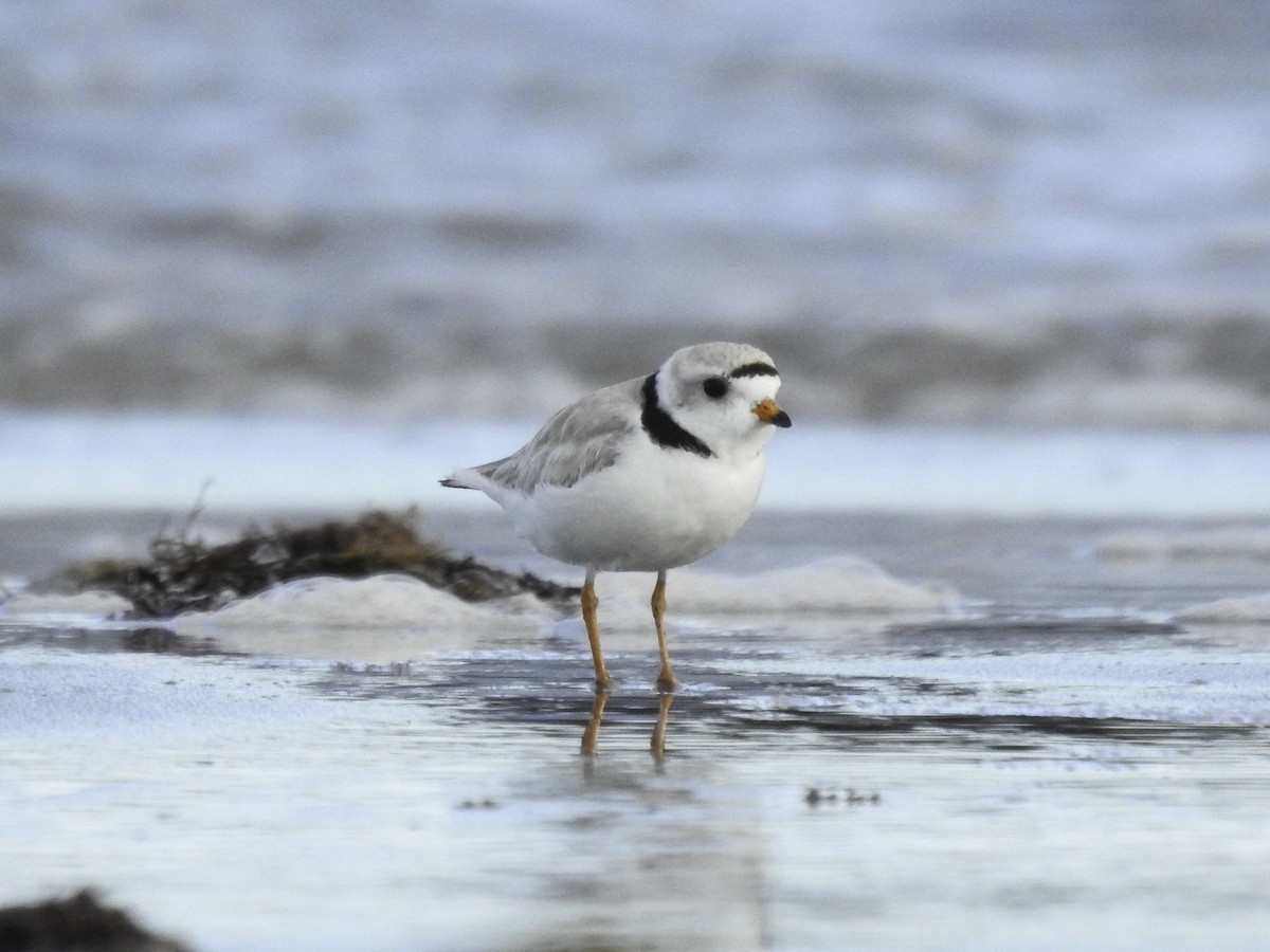 Piping Plover - ML462578161