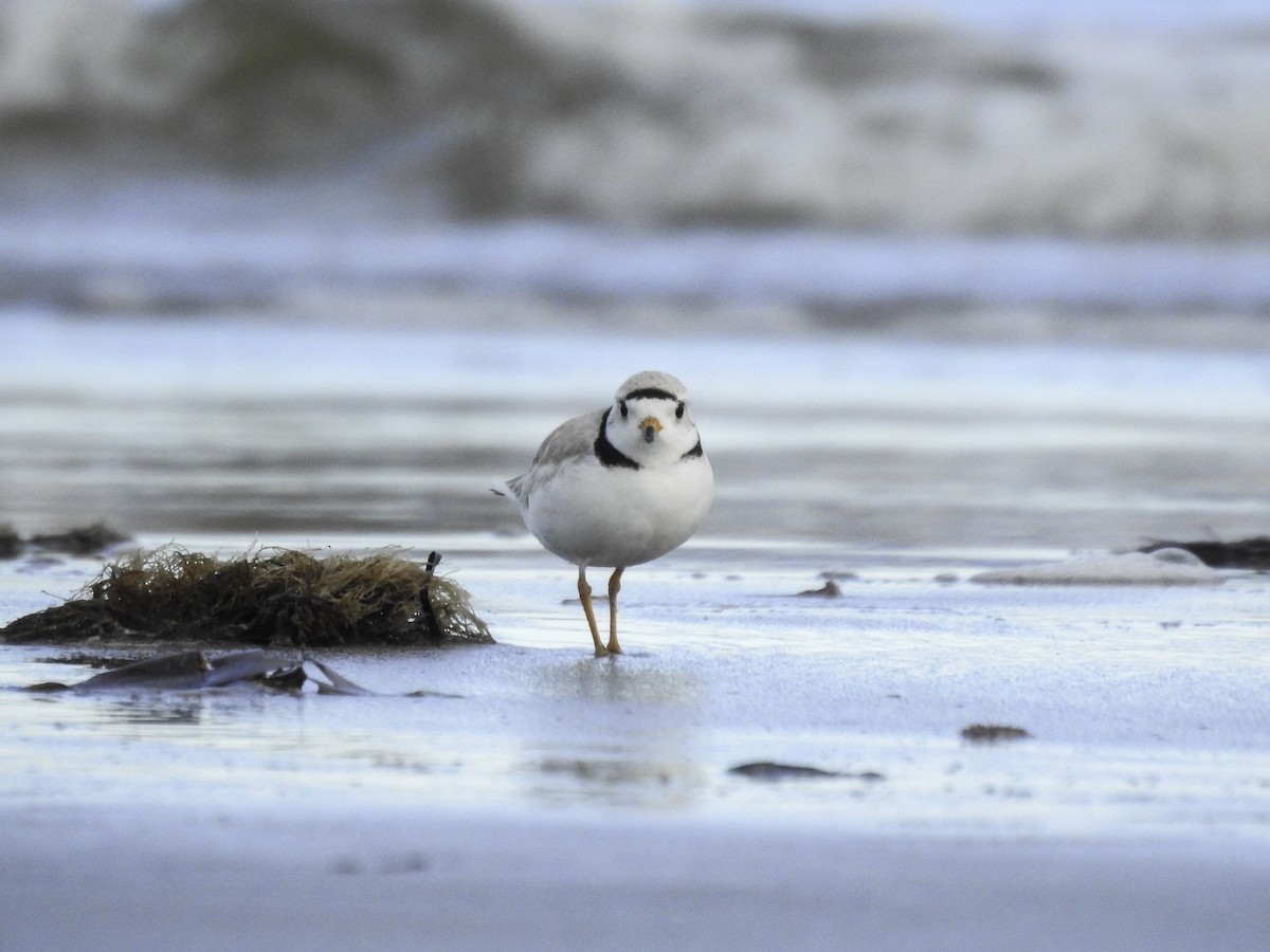 Piping Plover - ML462578191