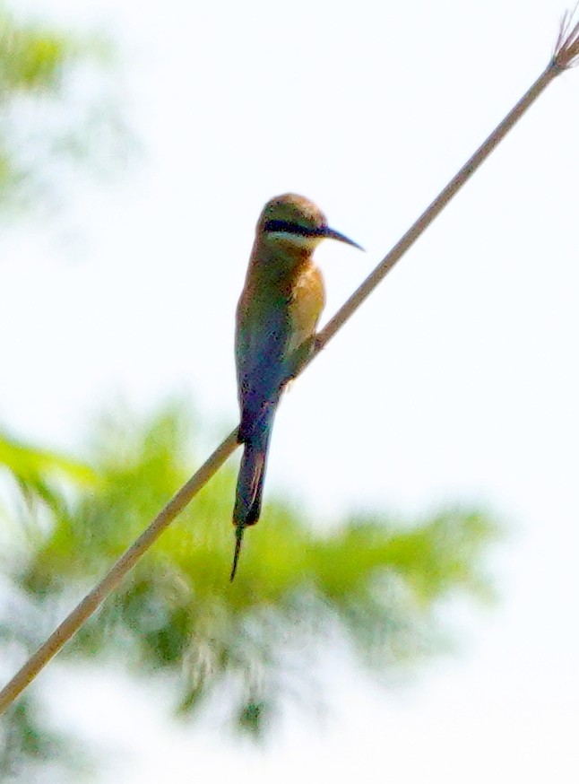 Blue-tailed Bee-eater - ML462583471