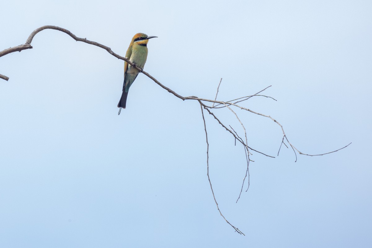Rainbow Bee-eater - ML462583891