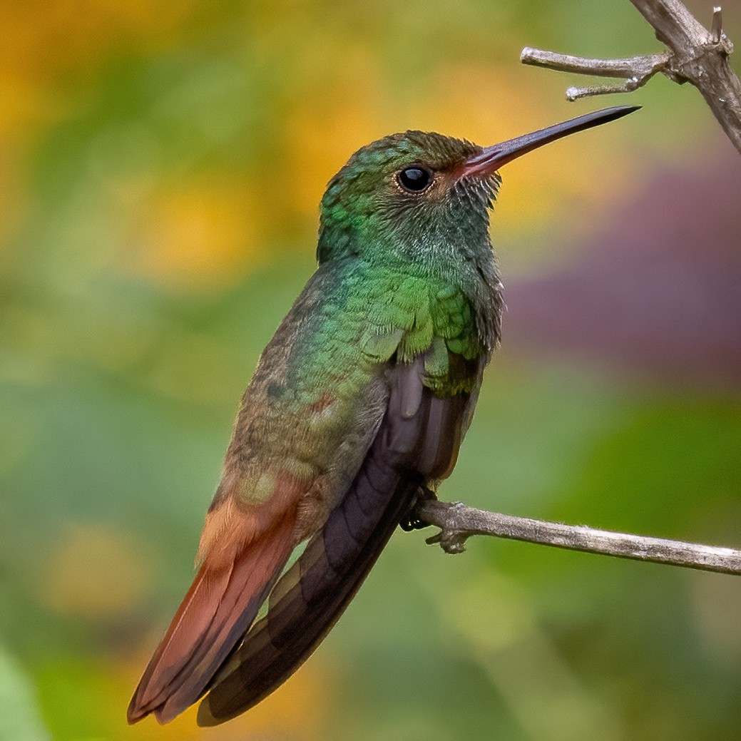 Rufous-tailed Hummingbird - Sean Sparrow