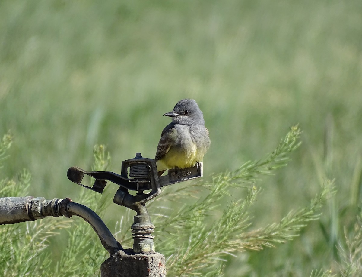 ML462590841 - Cassin's Kingbird - Macaulay Library