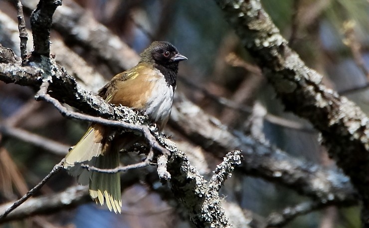 Spotted x Collared Towhee (hybrid) - ML462596191