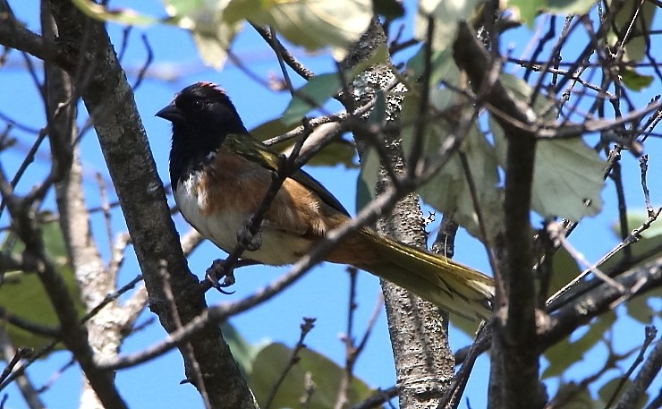Spotted x Collared Towhee (hybrid) - ML462596211