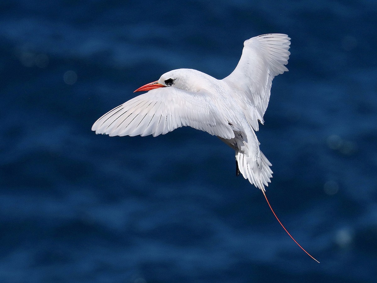Red-tailed Tropicbird - ML462597561