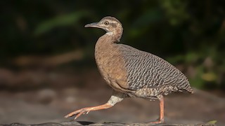 ML550471811 - Blue-footed Booby - Macaulay Library