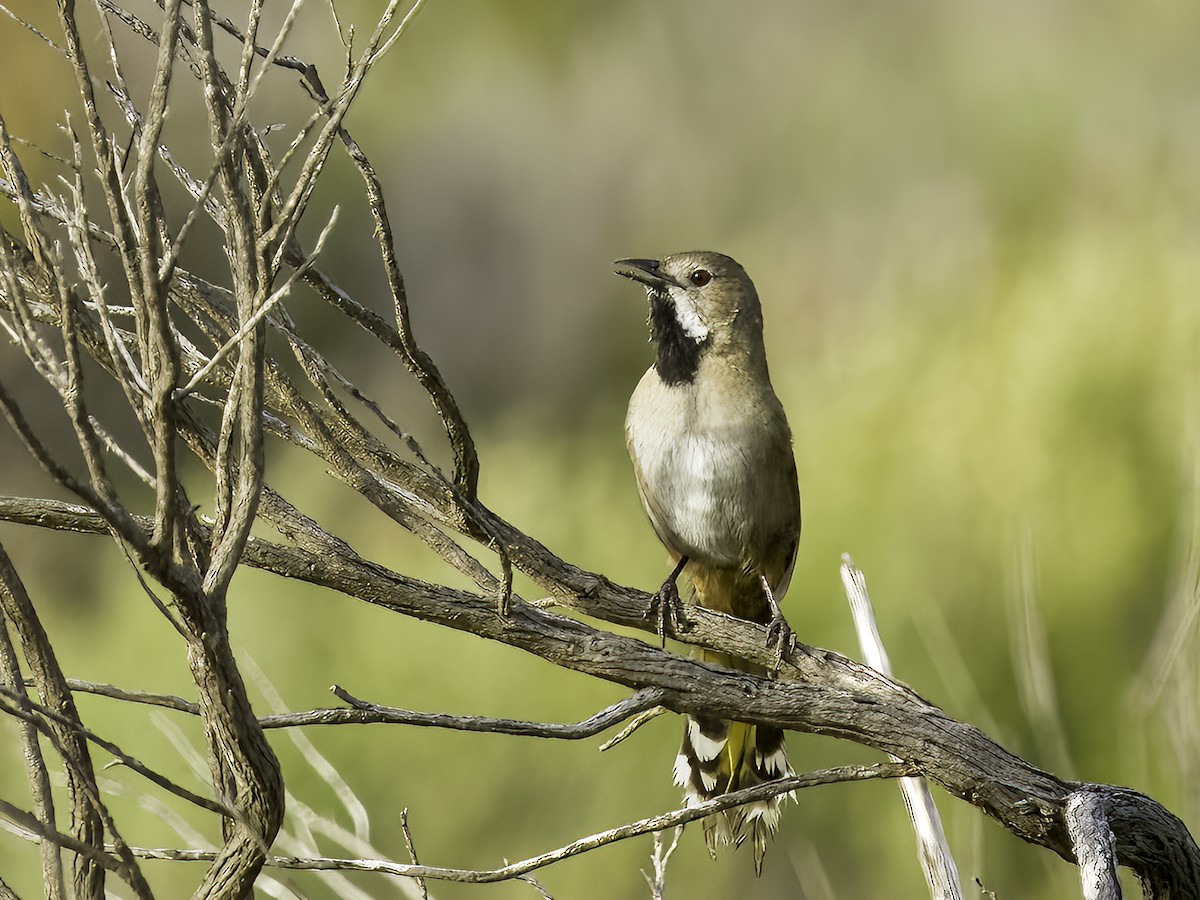 Western Whipbird (White-bellied) - David and Kathy Cook