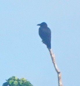 Large-billed Crow - ML462599401