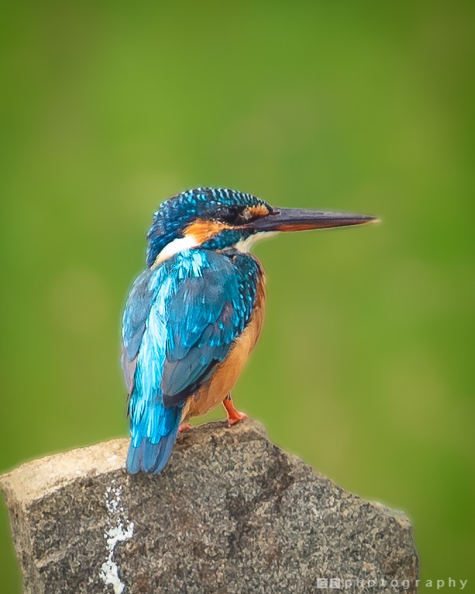 Common Kingfisher - Gokul D