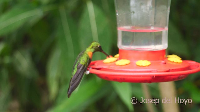 kolibřík nazlátlý - ML462609971