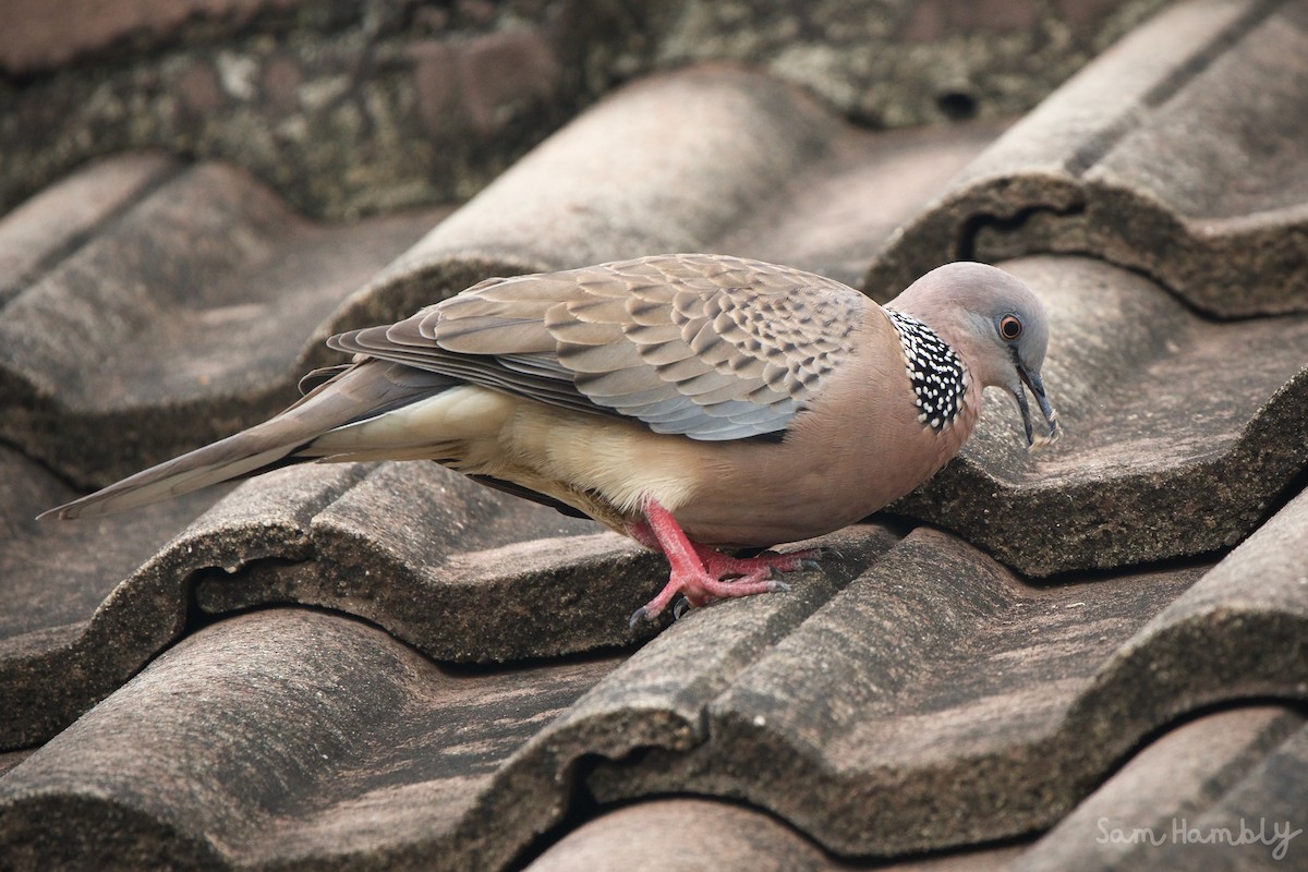 Spotted Dove - ML462612571