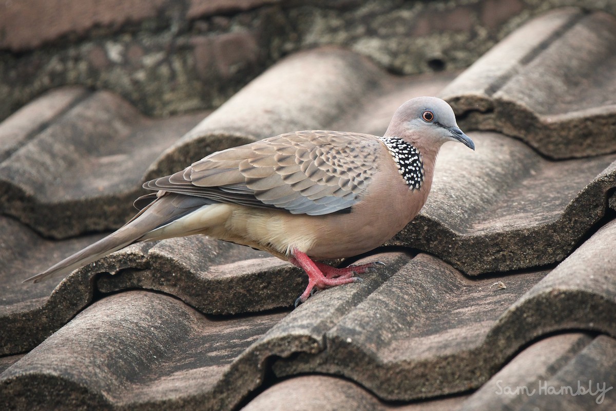 Spotted Dove - ML462612581