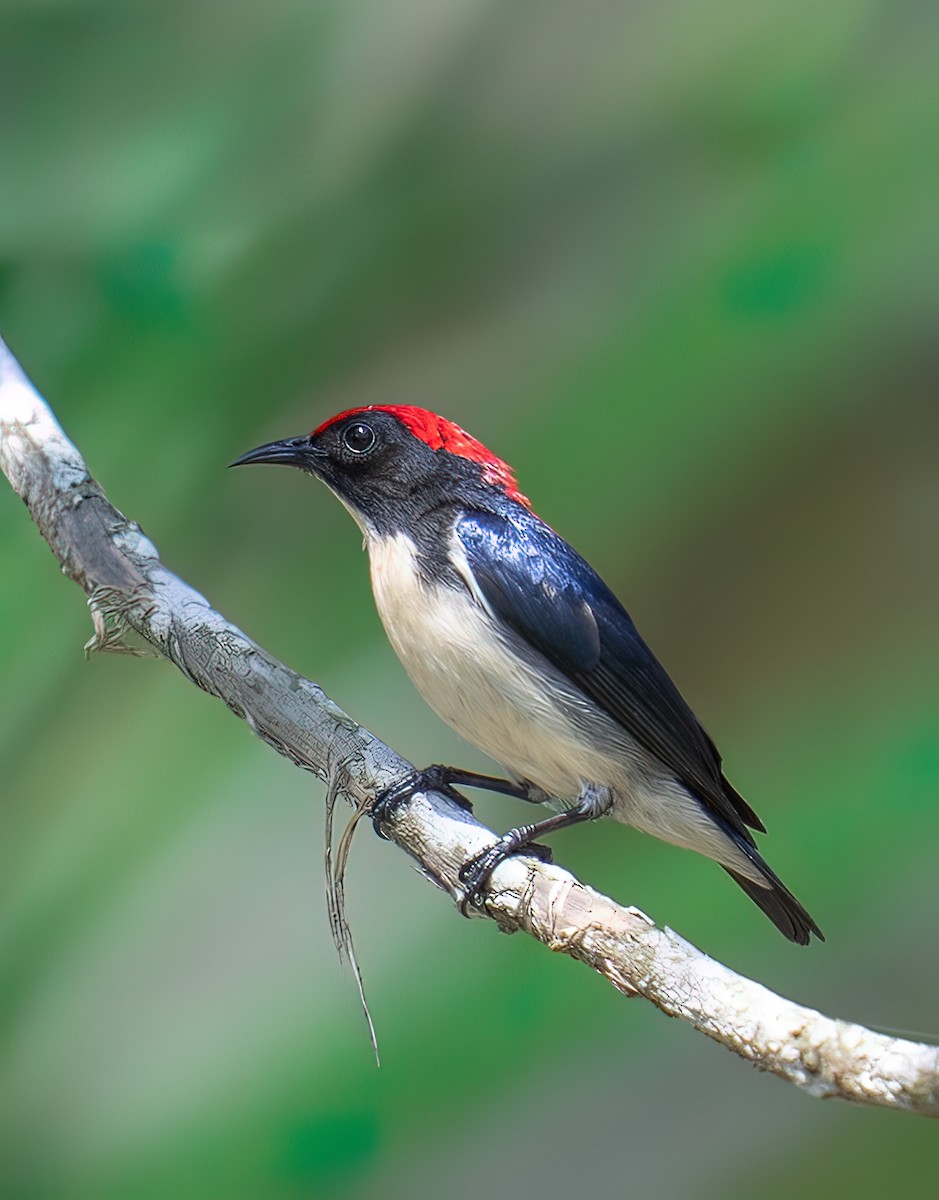 Scarlet-backed Flowerpecker - ML462613961