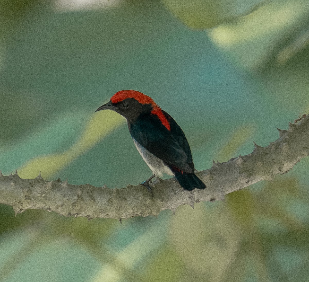 Scarlet-backed Flowerpecker - ML462614031