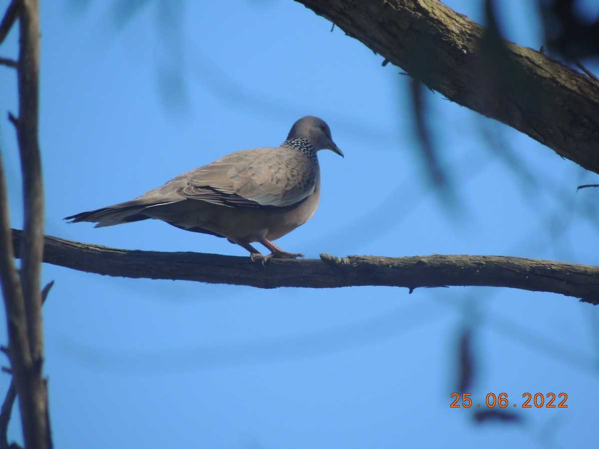 Spotted Dove - ML462625031