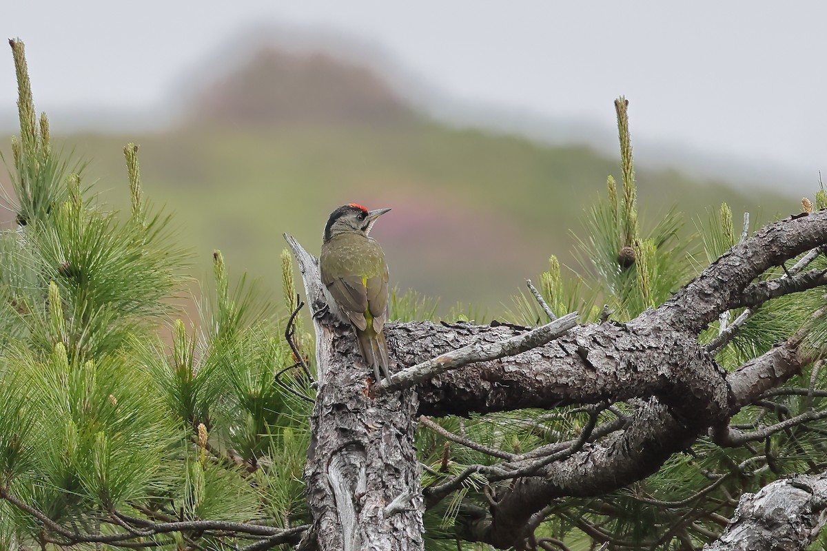Gray-headed Woodpecker - ML462627341