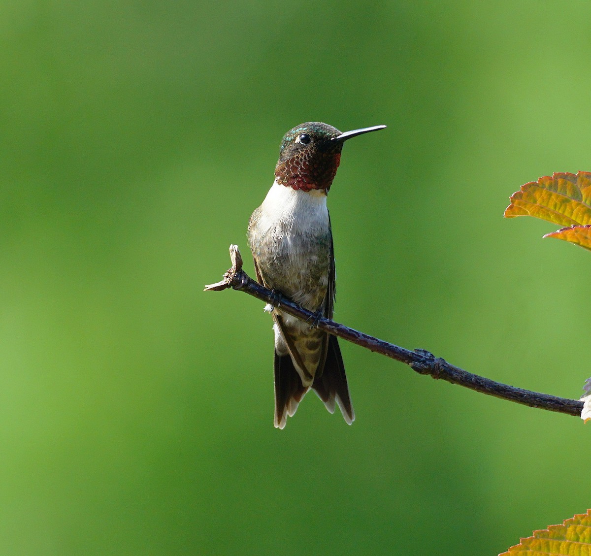 Ruby-throated Hummingbird - ML462628551