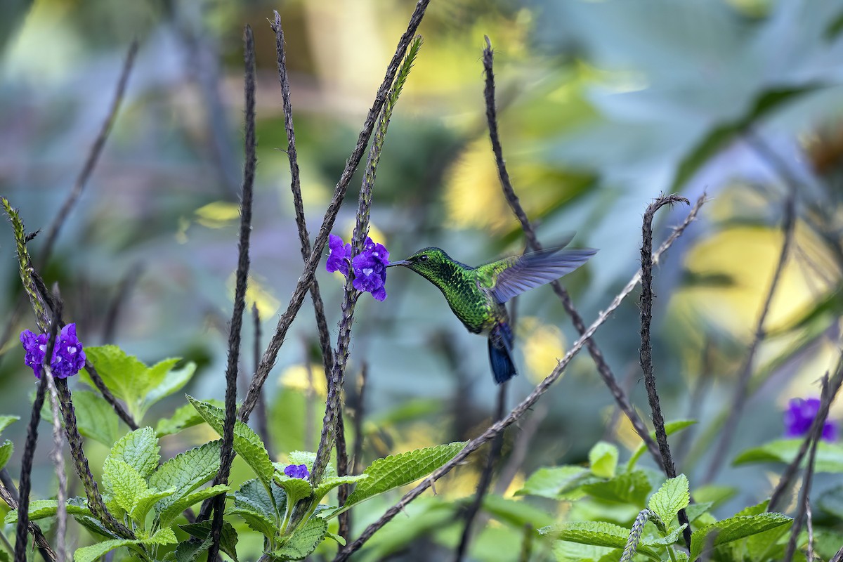 Blue-vented Hummingbird - ML462631071