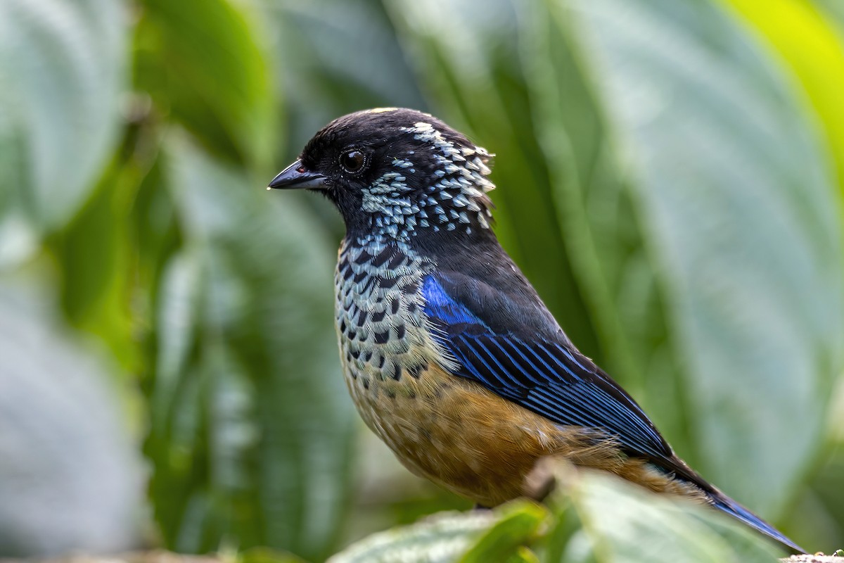 Spangle-cheeked Tanager - ML462631831