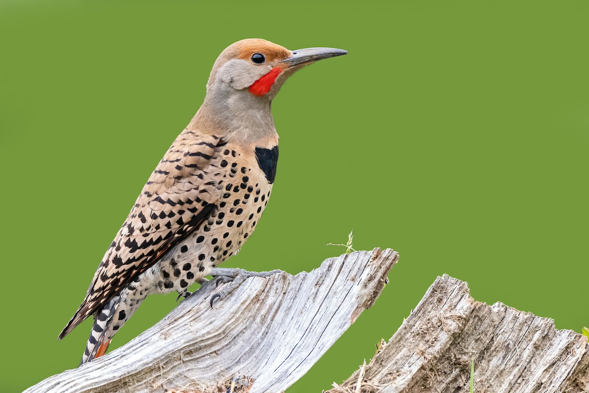 Northern Flicker (Red-shafted) - ML462640971