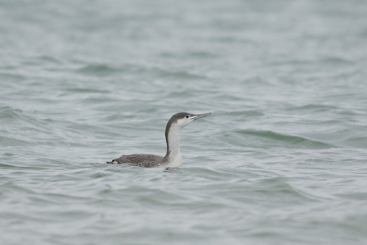 Red-throated Loon - ML46264471