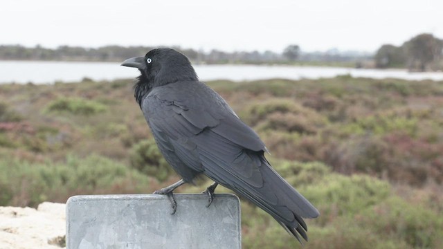 Australian Raven - ML462645361