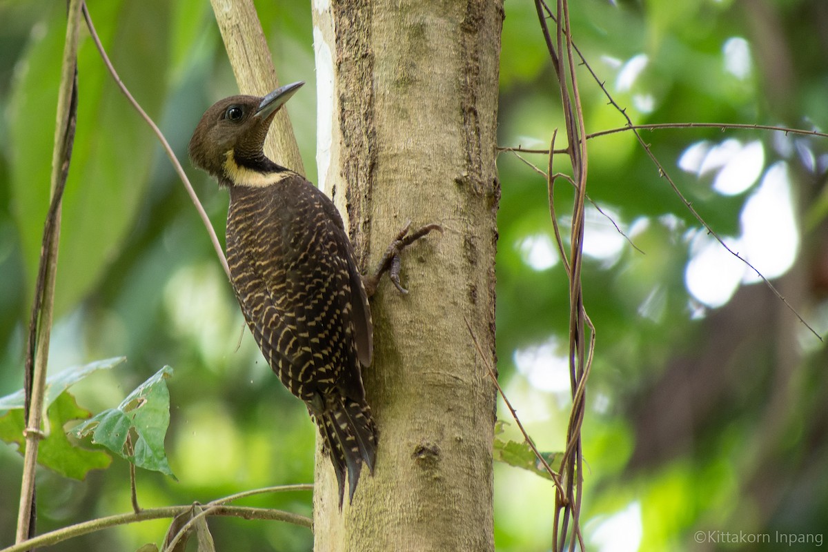 Buff-necked Woodpecker - ML462646701