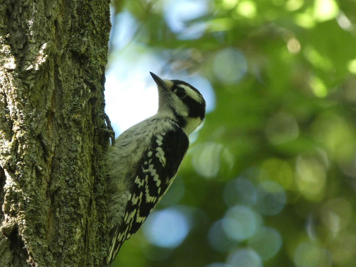 Downy Woodpecker - ML462647661