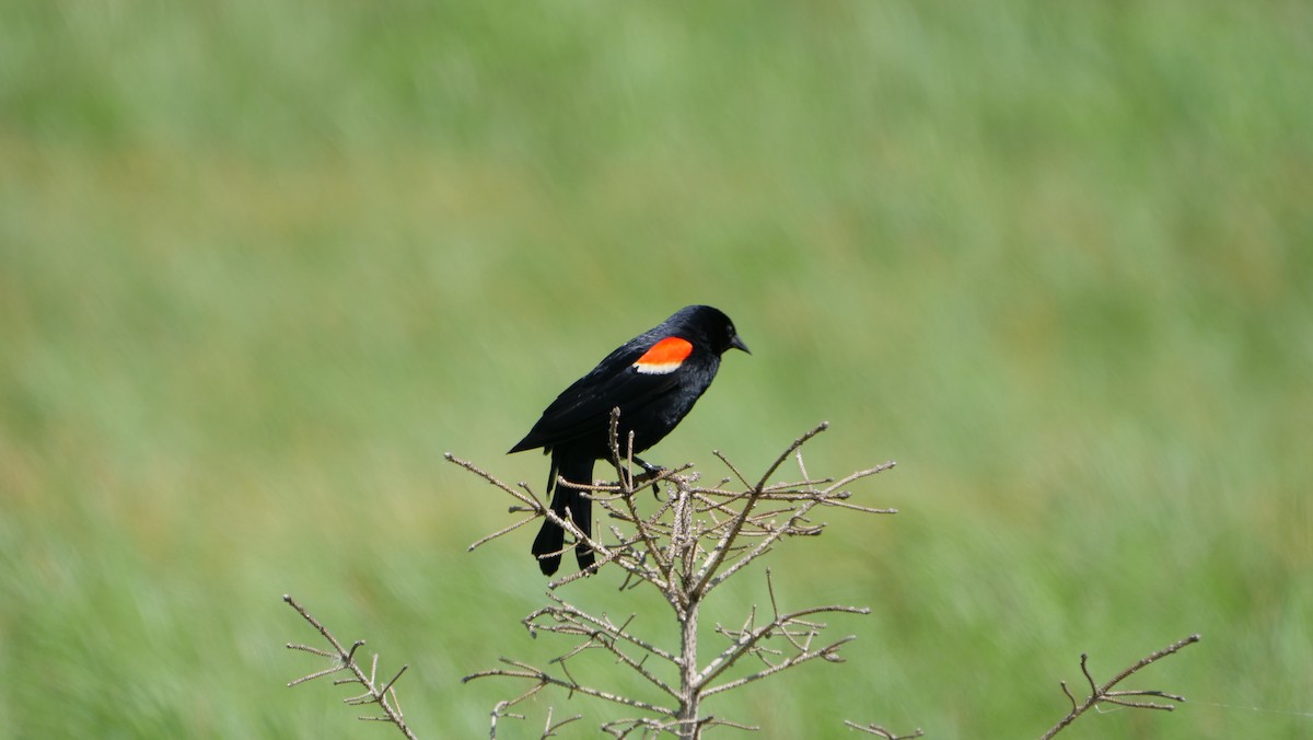Red-winged Blackbird - ML462656431