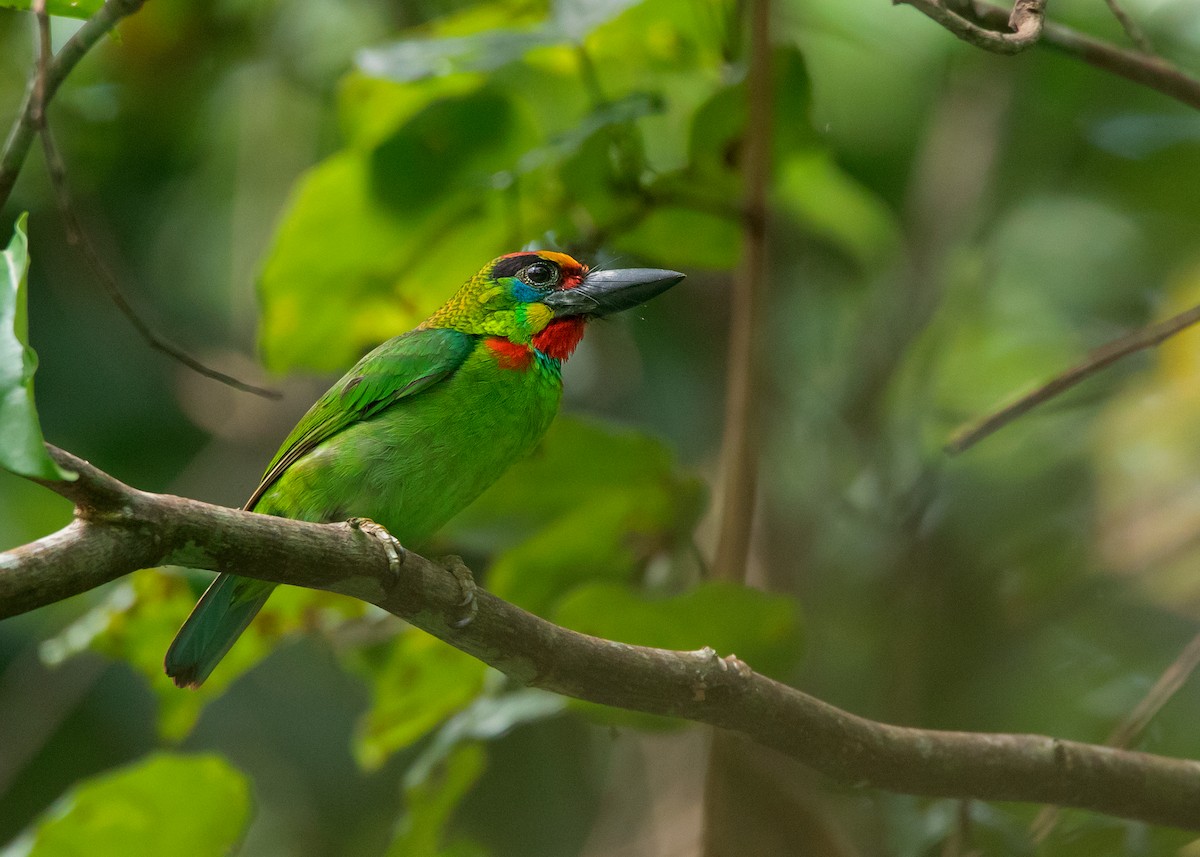 Red-throated Barbet - ML462658991