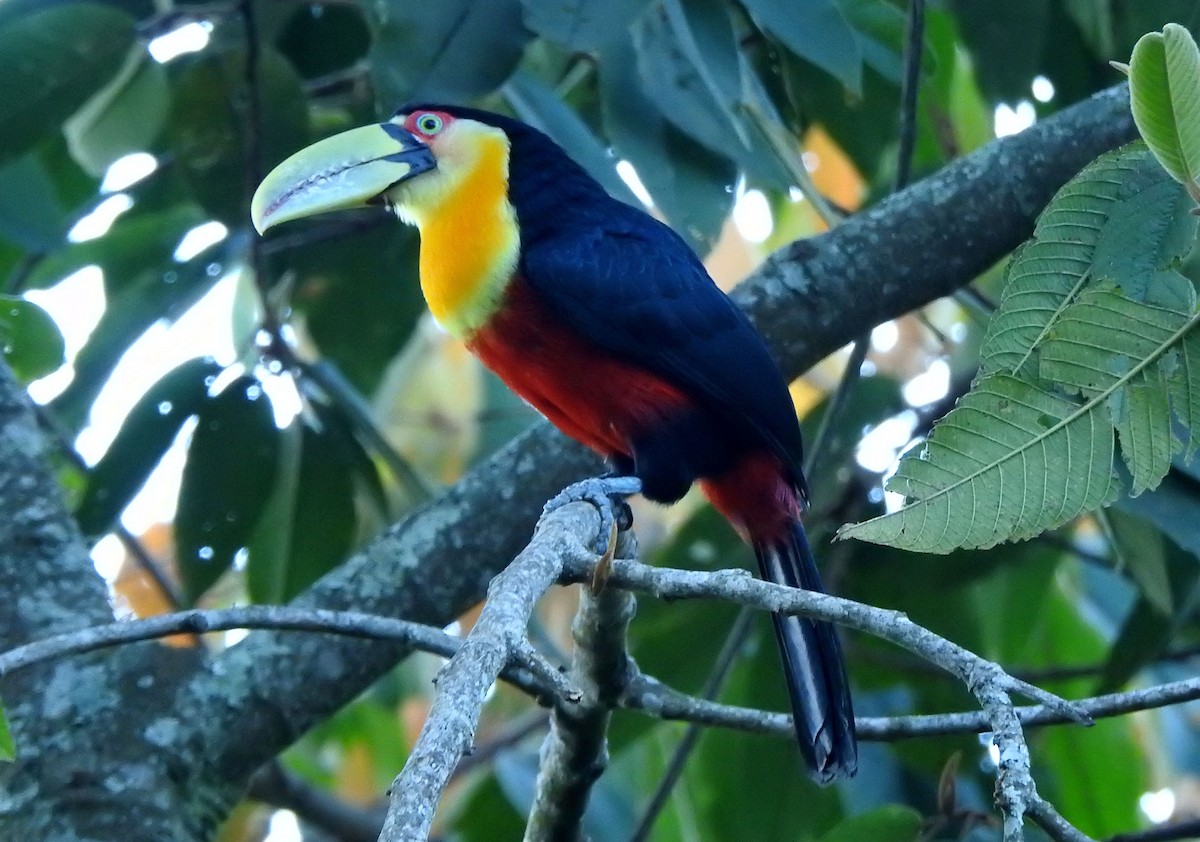 Red-breasted Toucan - ML462660281