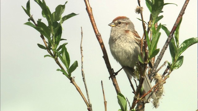 American Tree Sparrow - ML462664