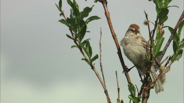 American Tree Sparrow - ML462665