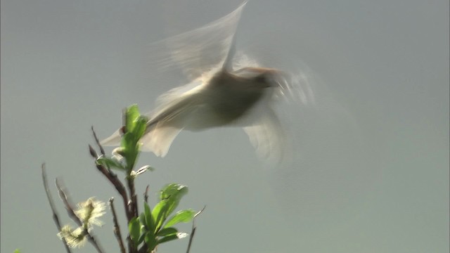 American Tree Sparrow - ML462668